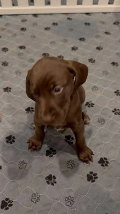 Mixed Breed dogs for sale: Mixed Breed Puppy 3 - Video 1