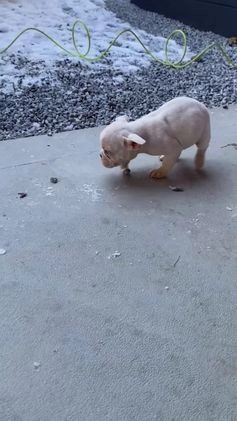 Mixed Breed dogs for sale: Billy - Video 1