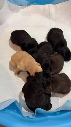 Labrador Retriever dogs for sale: Labrador Retriever Puppy 3 - Video 1