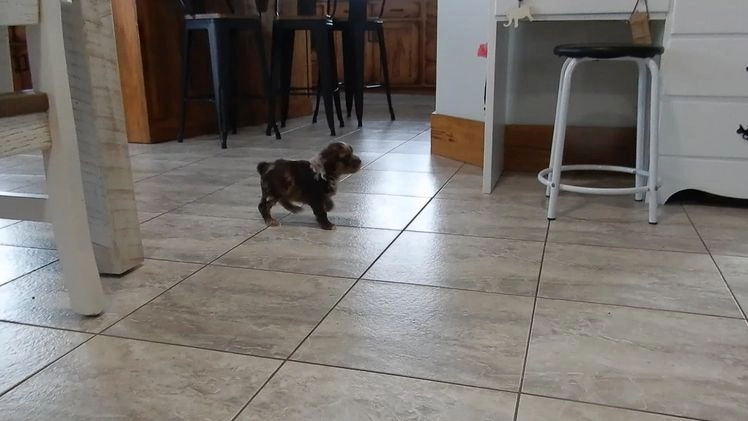 Cockapoo dogs for sale: Royal - Video 2