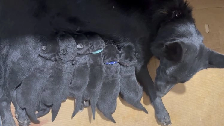 German Shepherd dogs for sale: Sr - Video 1