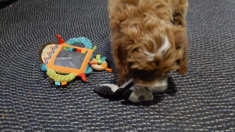 Mini Goldendoodle dogs for sale: Lulu - Video 3