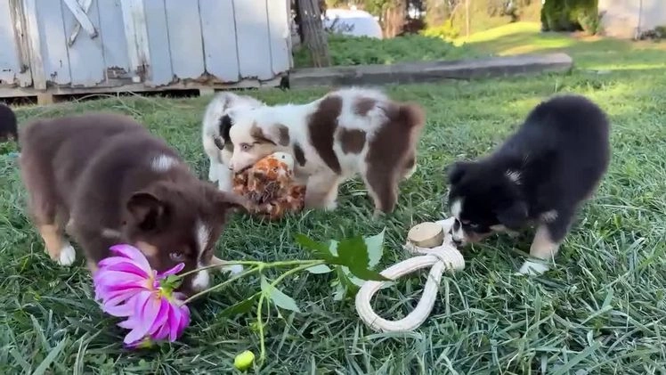 Miniature Australian Shepherd dogs for sale: Gerald - Video 2