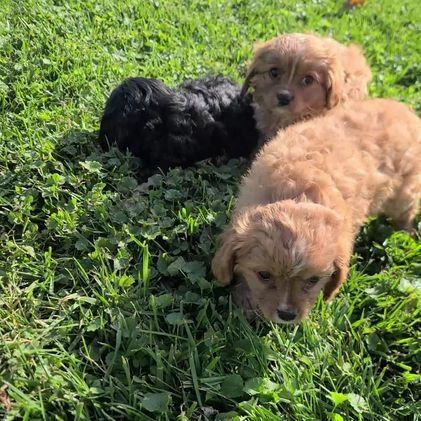 Cavapoo dogs for sale: Pudge f one b - Video 1