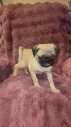 Pug dogs for sale: Oreo - Video 3