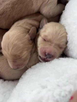 Goldendoodle dogs for sale: Hazel - Video 4