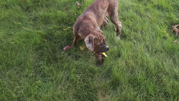 Boxer dogs for sale: Sam - Video 9