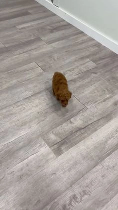 Toy Poodle dogs for sale: Honey - Video 1