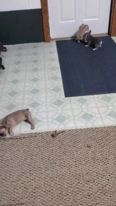 French Bulldog dogs for sale: Mack - Video 1