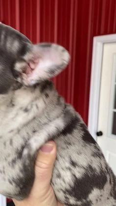 Mixed Breed dogs for sale: Billy - Video 2