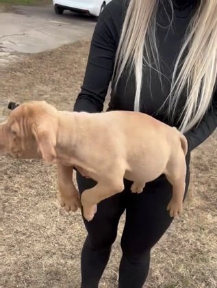 American Bully dogs for sale: Sabey  - Video 6