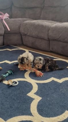 Mini Goldendoodle dogs for sale: Ms. Una - Video 1