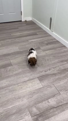 Cockapoo dogs for sale: Elska - Video 1