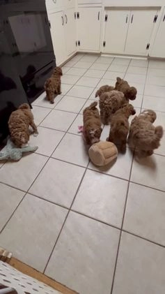 Mini Goldendoodle dogs for sale: Petite Mini Goldendoodle Caramel Spice - Video 2