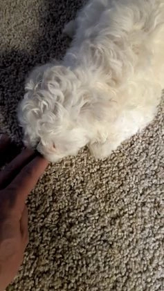 Maltese dogs for sale: Bella - Video 1