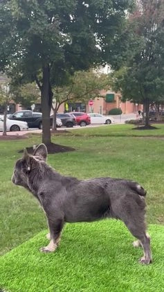 French Bulldog dogs for sale: Chanel - Video 2