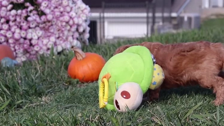 Cavapoo dogs for sale: Baxter - Video 1