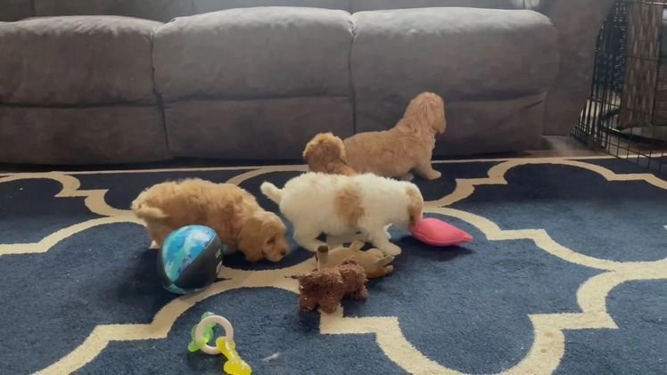 Mini Goldendoodle dogs for sale: Ms. Roxi - Video 1