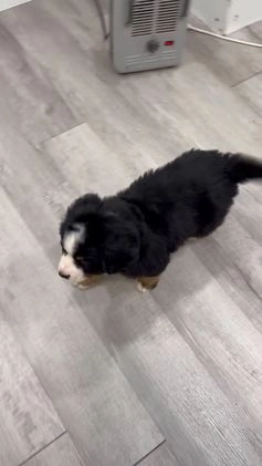 Bernese Mountain Dog dogs for sale: Cookie - Video 1
