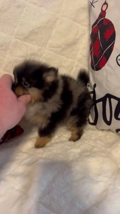 Pomeranian dogs for sale: Max - Video 1