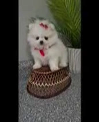Pomeranian dogs for sale: Sugar Plum - Video 2