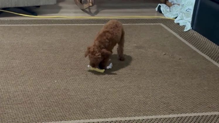 Toy Poodle dogs for sale: Popper - Video 1
