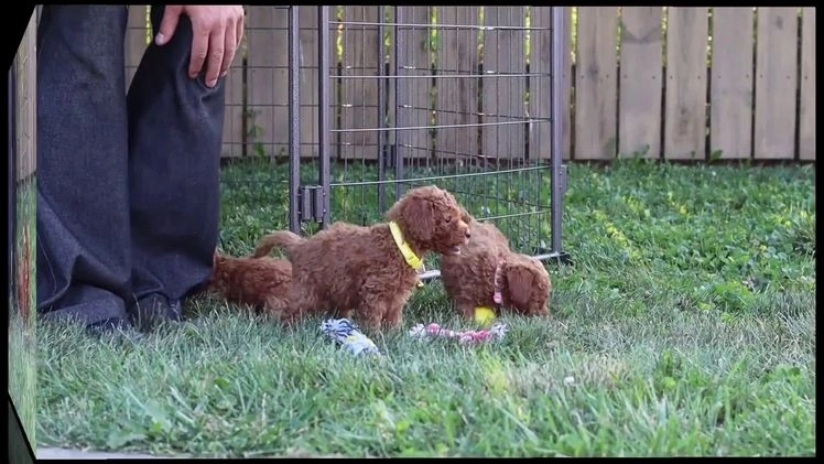 Mini Goldendoodle dogs for sale: Wanda - Video 1