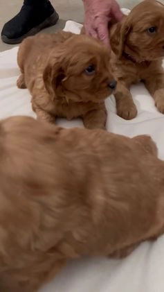 Mixed Breed dogs for sale: Max - Video 1