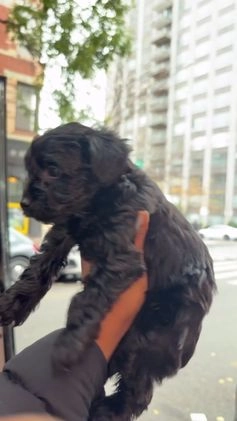 Yorkiepoo dogs for sale: TEACUP ONYX - Video 2