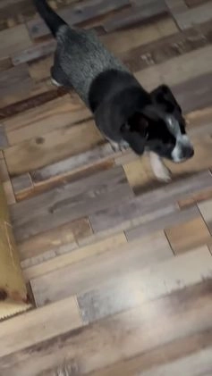 Australian Cattle Dog dogs for sale: Australian Cattle Dog Puppy 1 - Video 1