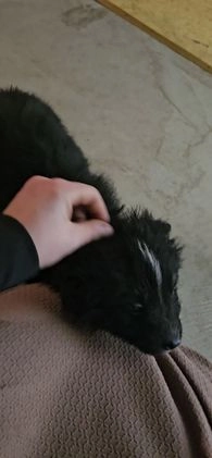 Mixed Breed dogs for sale: Carly - Video 1