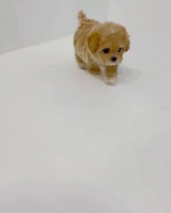 Maltipoo dogs for sale: Waffles  - Video 1