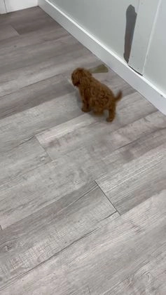 Cavapoo dogs for sale: Kati - Video 1