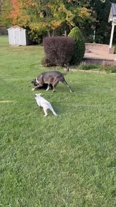 Mixed Breed dogs for sale: Puma - Video 1