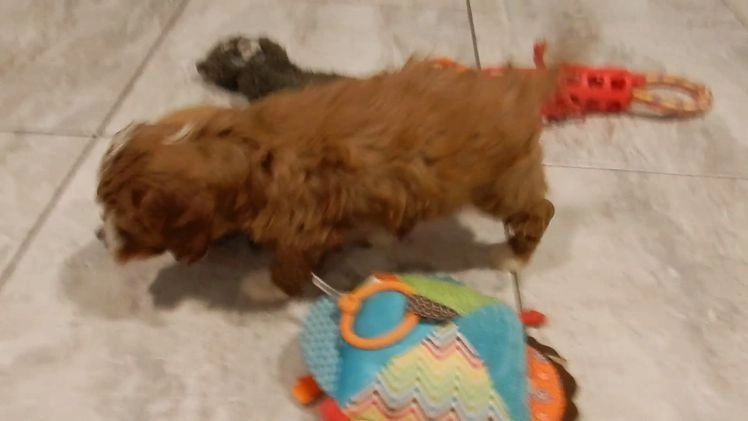 Cavapoo dogs for sale: Noelle - Video 2