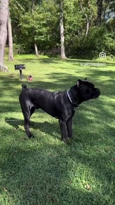 Cane Corso dogs for sale: Scruff  - Video 3