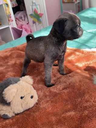 Pug dogs for sale: Peanut  - Video 1