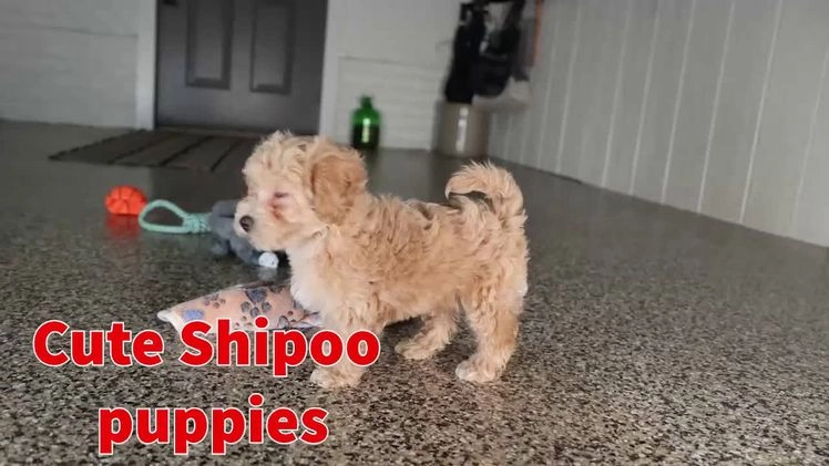 Shihpoo dogs for sale: Eleanor - Video 1