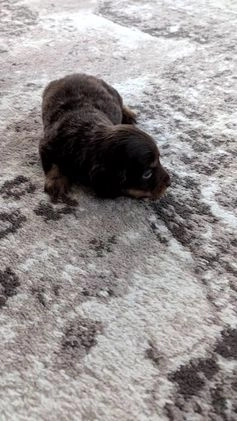 Miniature Dachshund dogs for sale: Ivy - Video 1