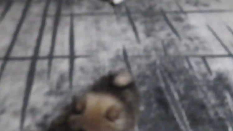 Pomeranian dogs for sale: DASSY - Video 1