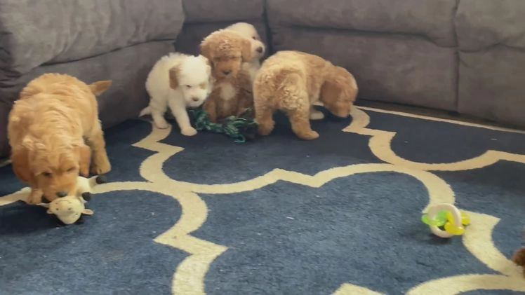 Mini Goldendoodle dogs for sale: Mr. Ozzie - Video 1