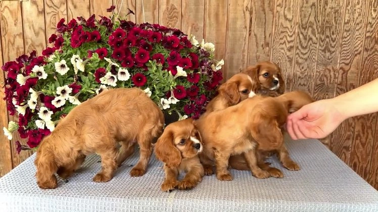 Cavalier King Charles Spaniel dogs for sale: Oliver - Video 1