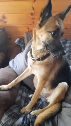 German Shepherd dogs for sale: Diamond - Video 3