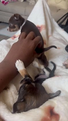 Chihuahua dogs for sale: Chihuahua Puppy 3 - Video 1