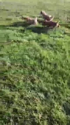 Mini Goldendoodle dogs for sale: Rita - Video 1