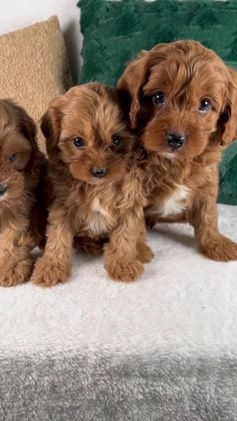 Cavapoo dogs for sale: Blake - Video 2