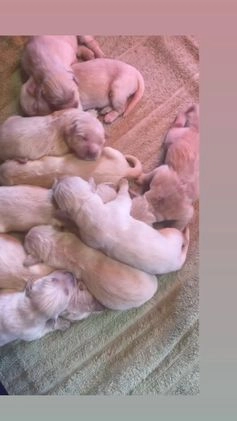 Golden Retriever dogs for sale: Female Pup 4 - Video 3