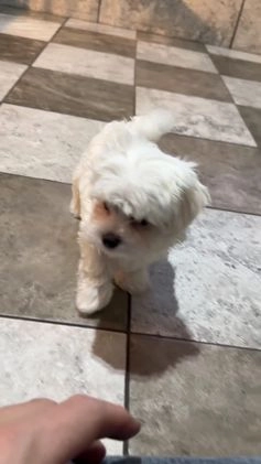 Maltese dogs for sale: Jackson - Video 1