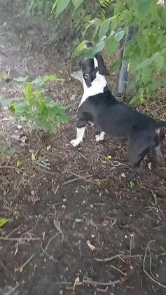 American Bully dogs for sale: American Bully Puppy 1 - Video 1