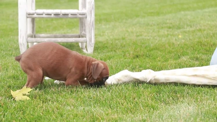 Boxer dogs for sale: Scarlet - Video 1